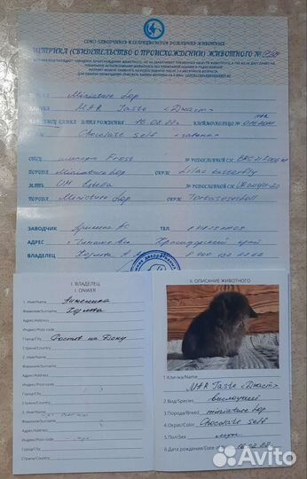 Вязка кролик минилоп