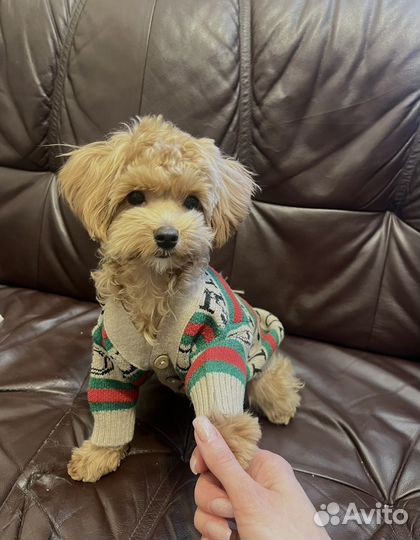 Собака для фотосессий мальтипу мини