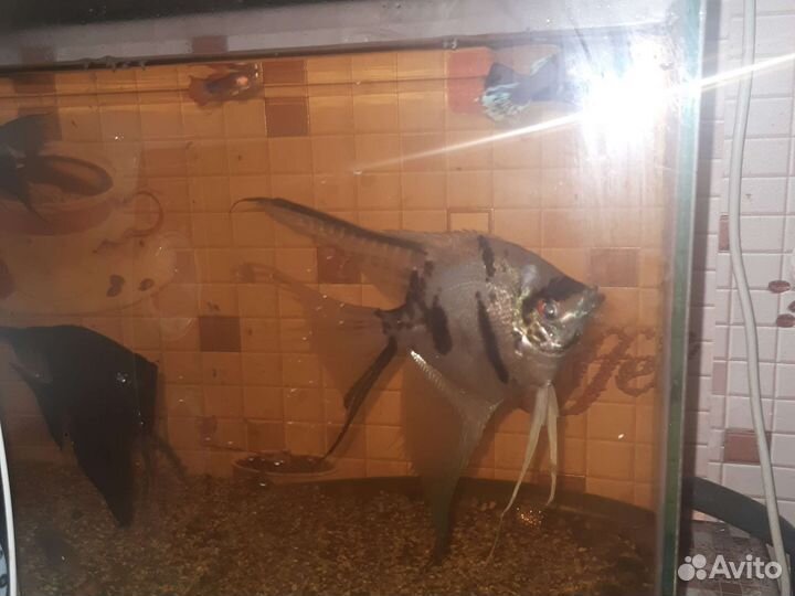 Аквариум с рыбками