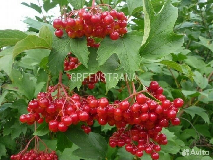 Калина красная Жолобовская