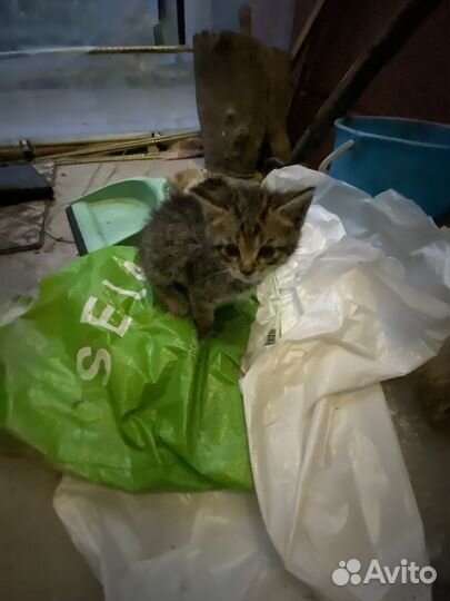 Котята в добрые руки