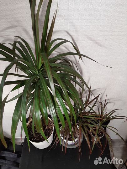 Драцена Маргината