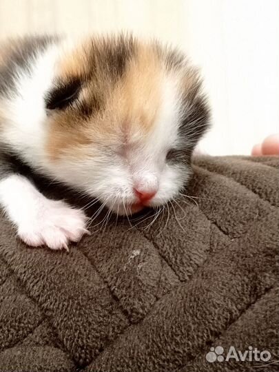 Котята от породистой кошки