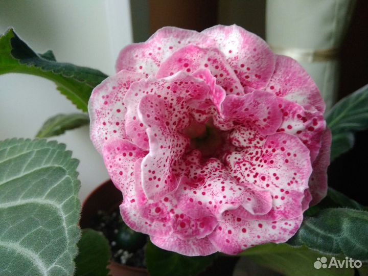 Клубни глоксиний