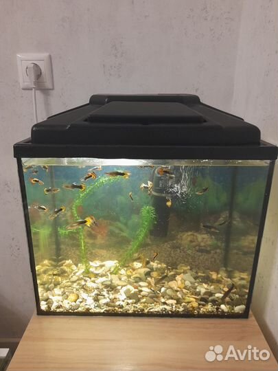 Аквариум 20 литров