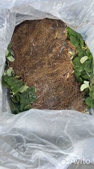 Рассада клубники фриго