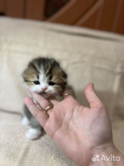Шотландские котята