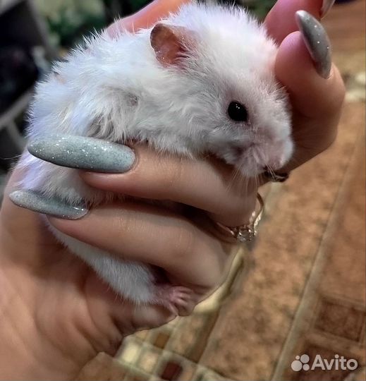 Сирийский хомяк