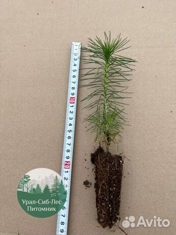 Зкс и окс Сосна Ель Лиственница сеянцы Голуб горн