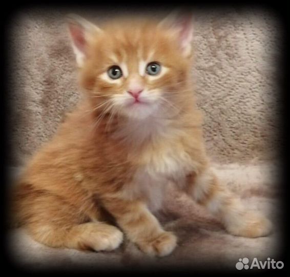 Мейн + сибирская девочки