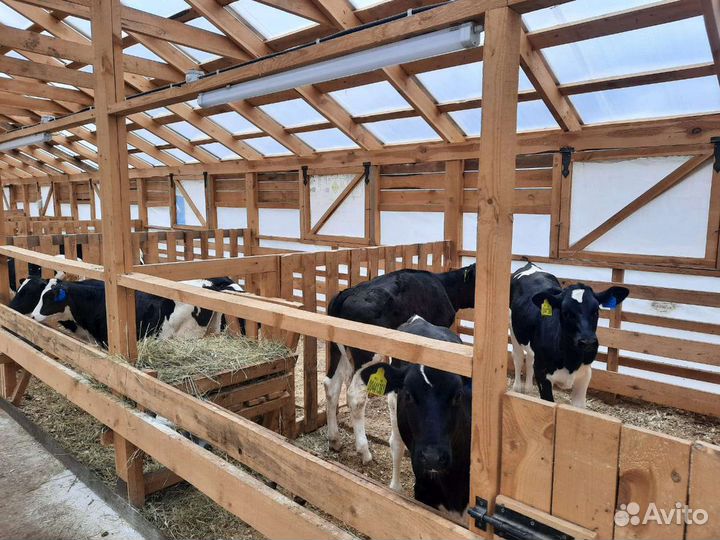 Отборные телята