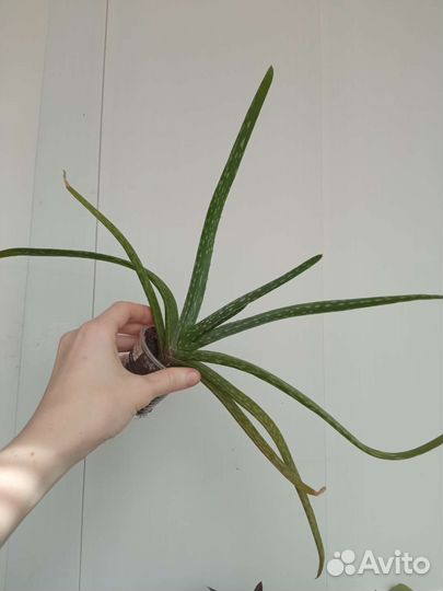 Суккуленты