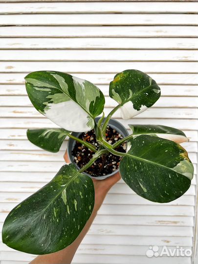 Филодендрон white wizard