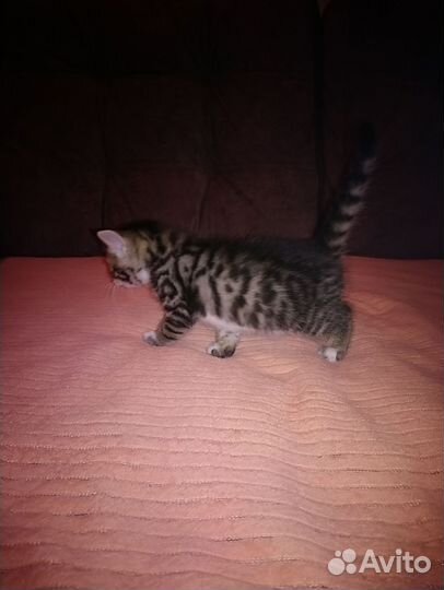 Бенгальские котята