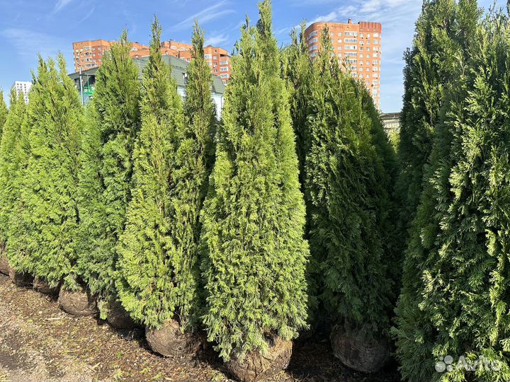 Туя Крупномеры