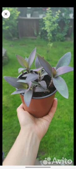 Традесканция палида микс