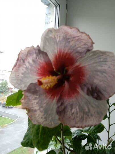 Сортовые гибискусы