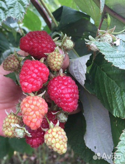 Саженцы малины