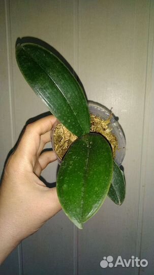 Орхидея Wedding Dress