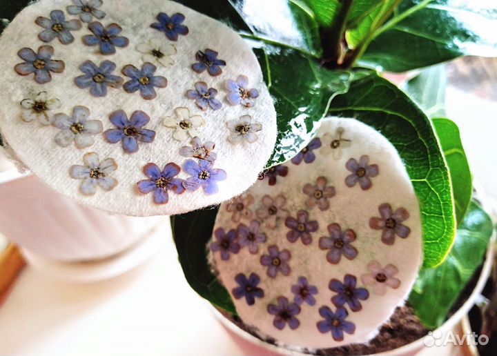 Незабудки сухоцветы