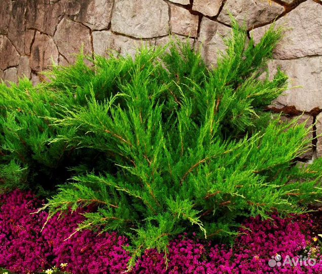 Саженцы Можжевельника Минт Джулеп для сада