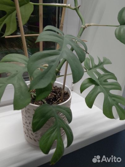 Монстера хемедория