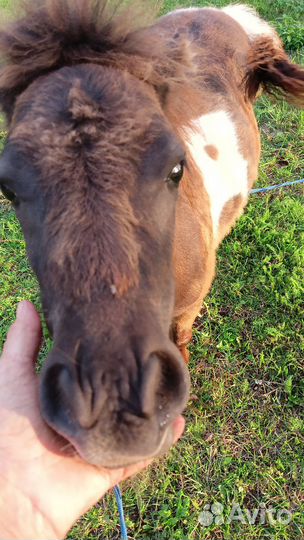 Шетлендский пони