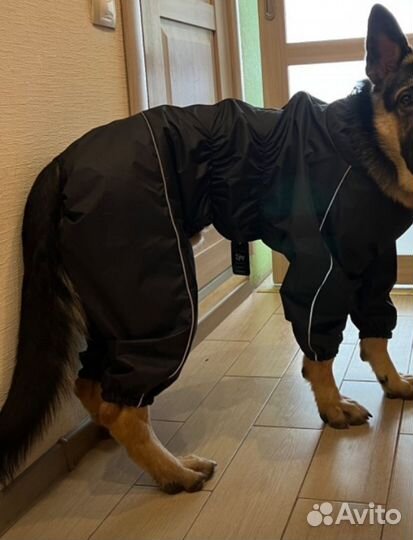 Дождевик одежда для собаки