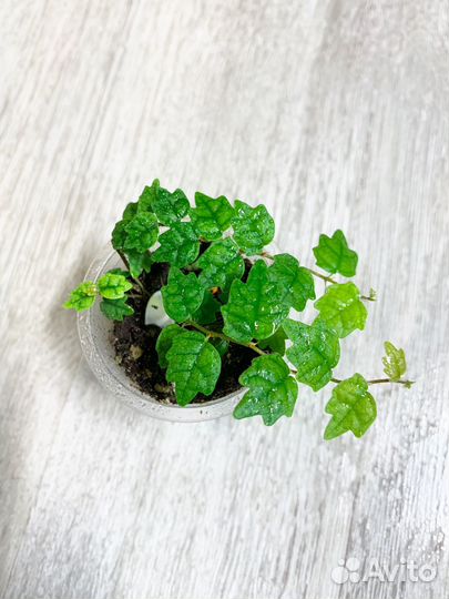 Фикусы Пумила