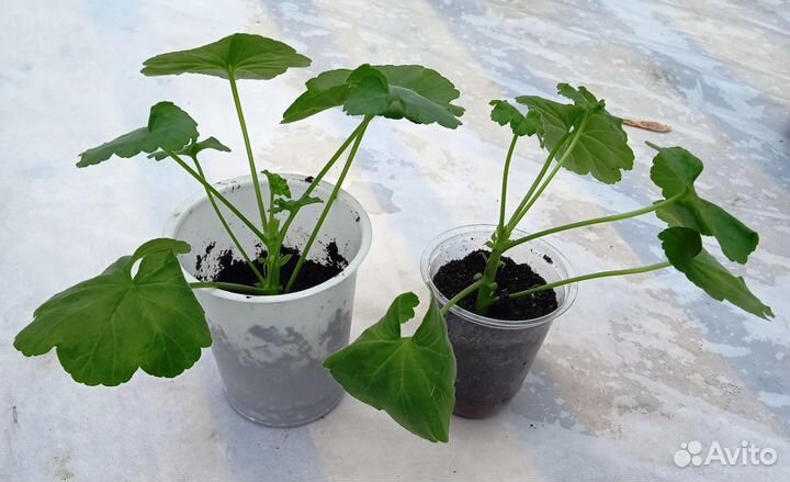 Традесканция, герань, сингониум