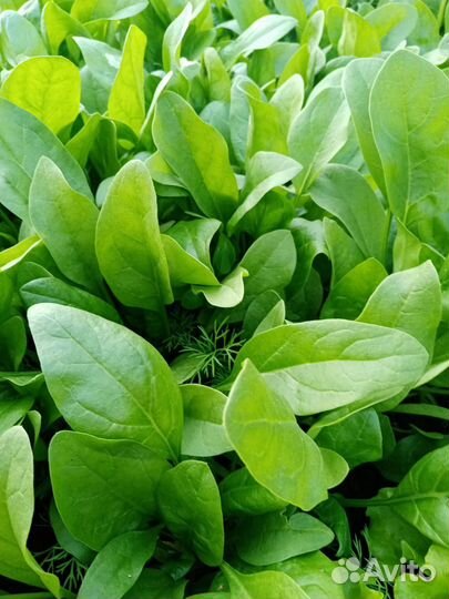 Шпинат, Руккола, Зелёный лук, Редис, Салат, Кинза