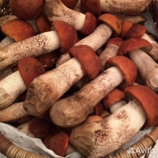 Замороженные подосиновики