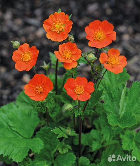 Лаванда, гравилат