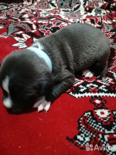 Продается щенок питбультерьера (мальчик)