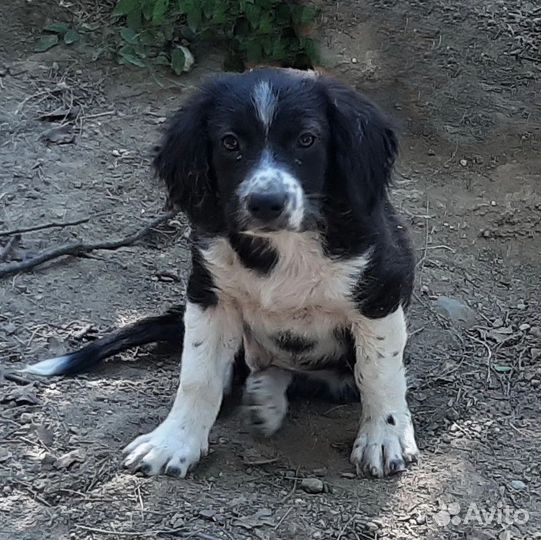 Срочное спасение.щенков хотят убить