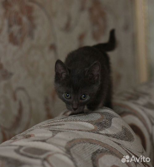 Кошечка в добрые руки