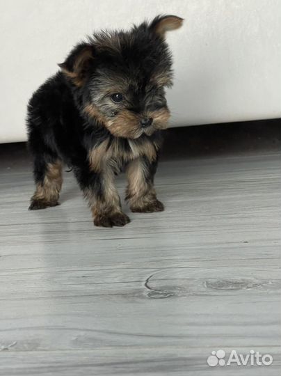 Йоркширский терьер щенки