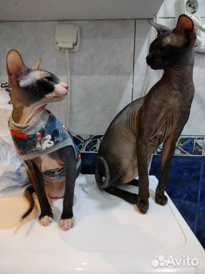 Котята сфинкс браш