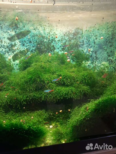 Мох в акварриум