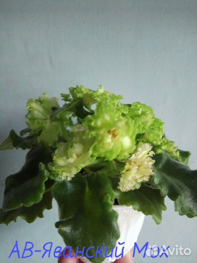 Листочки с детками