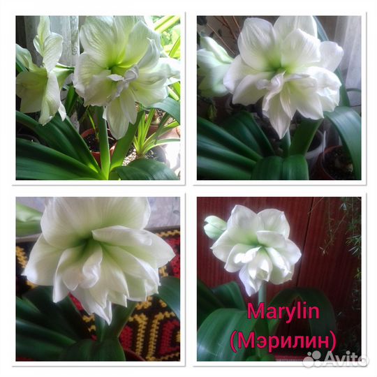 Детки сортовых гиппеаструмов