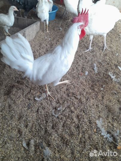 Петух леггорн