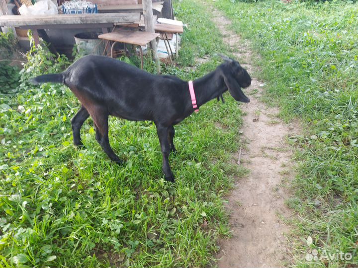 Коза нубийская