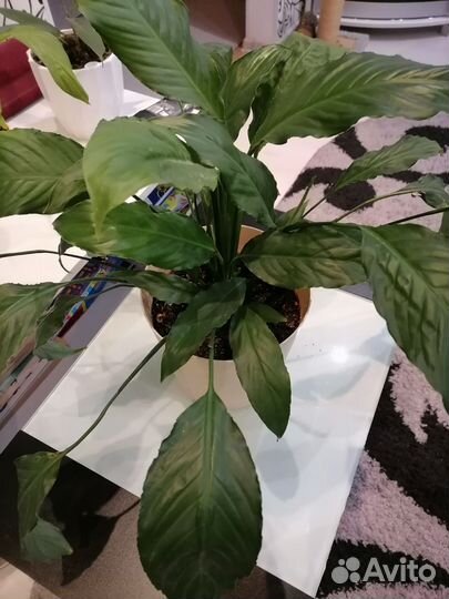 Спатифиллум