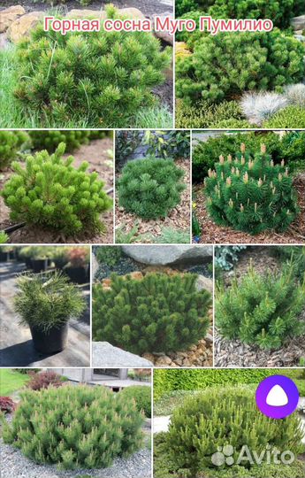 Горная сосна Муго Пумилио хвойные саженцы