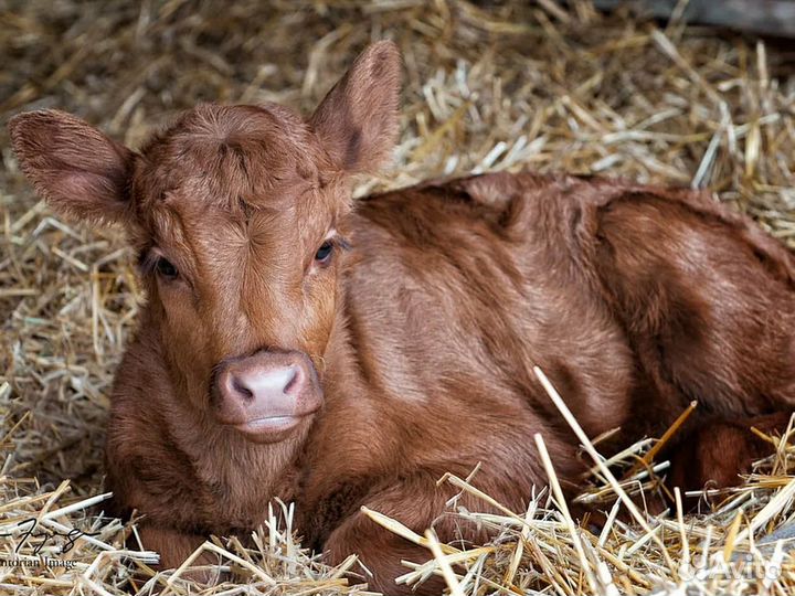 Бычки и телята на откорм, мясные