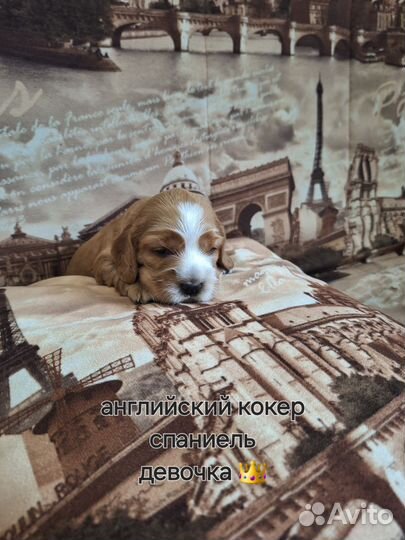 Кокер спаниель