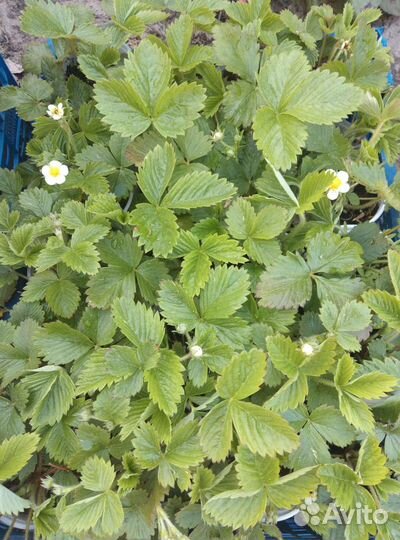 Земляника ремонтантная