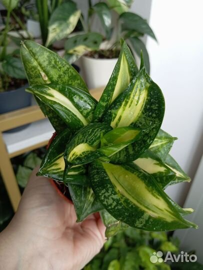 Сансевиерия ханни Страйкер