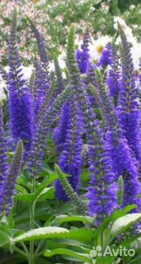 Многолетние растения